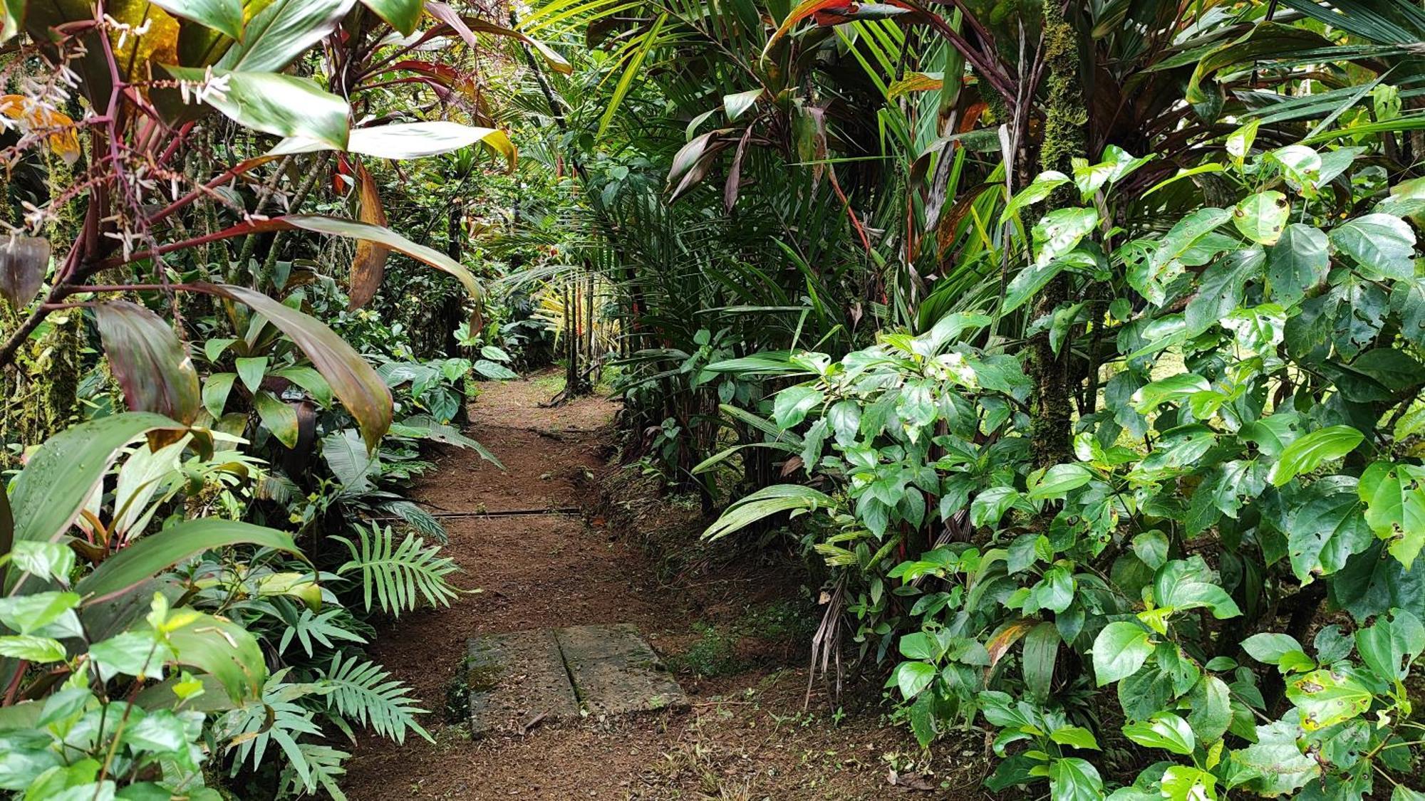 Rio Celeste Nature View Upala Exterior photo