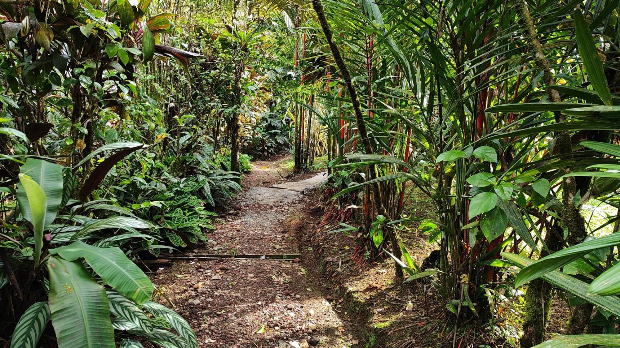 Rio Celeste Nature View Upala Room photo